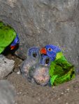 Blaue Köpfe, kahle Brust: Zwei Papageienküken im Allwetterzoo Münster werden "zu Füßen" der Besucher gefüttert