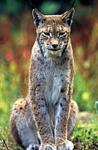Luchs, Nashorn & Co: Die Gewinner und Verlierer 2011