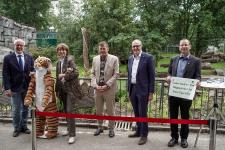 Sommerferien-Highlight: Kölner Zoo eröffnet neue Anlage für die Amurtiger