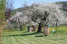 Obstbaum-Blüte in Lalling, dem einzigen Obstanbaugebiet in Ostbayern