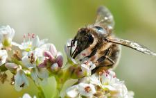 Les bandes fleuries redonnent la forme aux abeilles sauvages