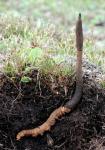 Natürliches Doping mit Cordyceps