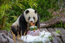 Panda-Party zum sechsten Geburtstag