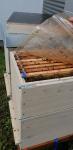 Bienen auf dem Dach der bigBOX ALLGÄU