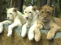 Endlich Sonne: Safaripark öffnet schon am Mittwoch