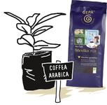 "Zukunft pflanzen - Faire Kaffee-Patenschaft"