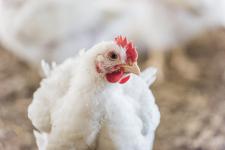 Transgourmet unterstützt die Europäische Masthuhn-Initiative