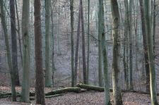 Anmeldung deutsche Buchenwälder zum UNESCO Weltnaturerbe im Internet