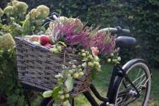 Geführte Radtour auf der Apfelroute mit Picknick in den Apfelplantagen