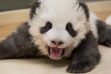 Was kleine Pandas vom Schlafen abhält