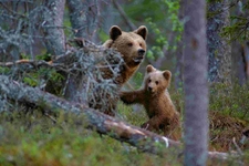 Fotosafari in uriger Wildnis - mit Erfolgsgarantie:
