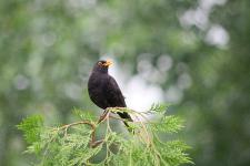 Amsel, Drossel, Fink oder Star?