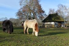Neu auf der Weide: Jip und Sally