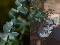 Super-Scent Eukalyptus: Der immergrüne Helfer - nicht nur in der Pollenzeit