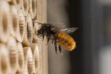 Die Wildbienen-Fans