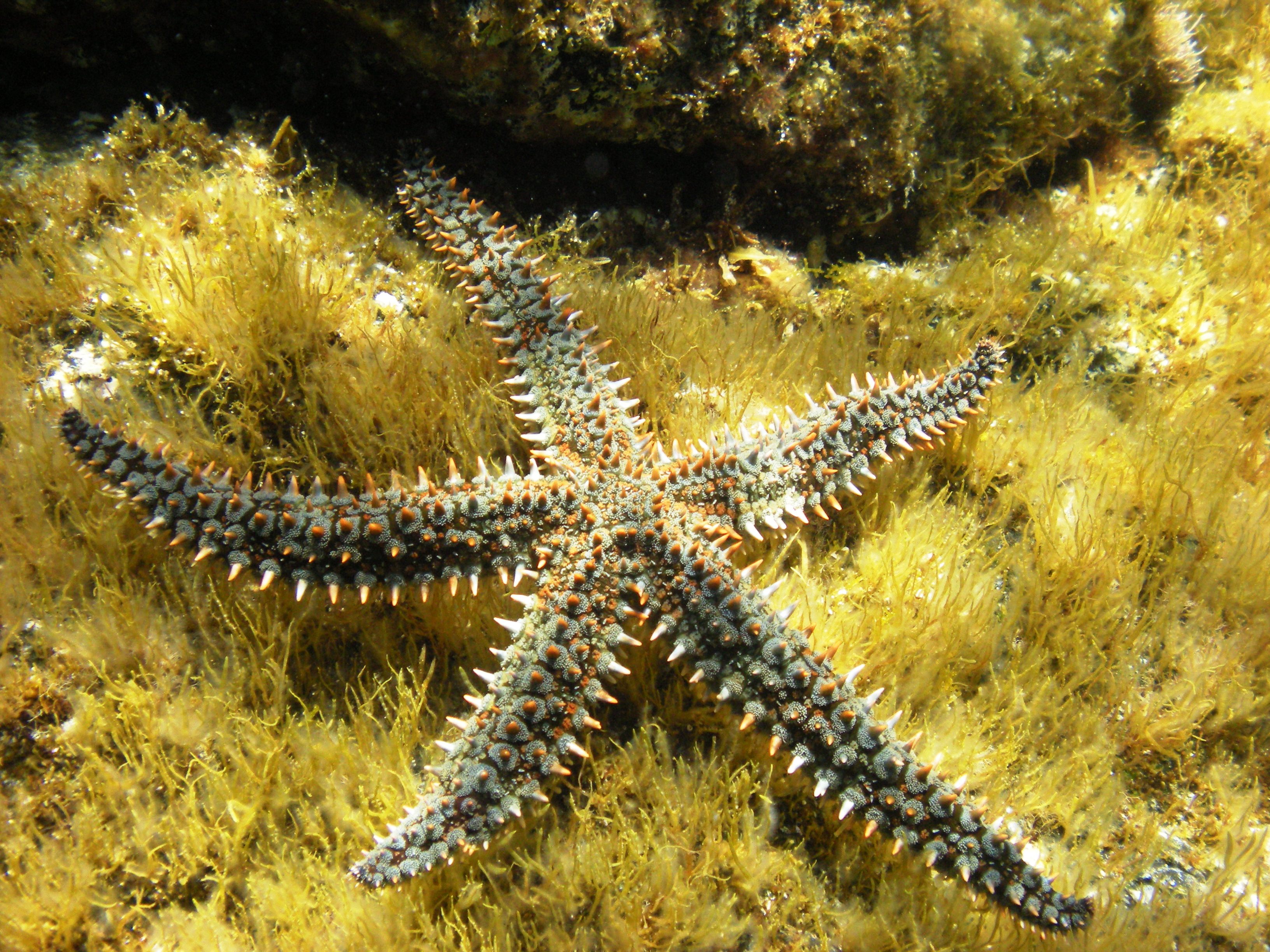 Морская звезда 6. Морская звезда Marthasterias glacialis. Иглокожие морские звезды. Иглокожие Echinodermata. Терновый венец иглокожие.