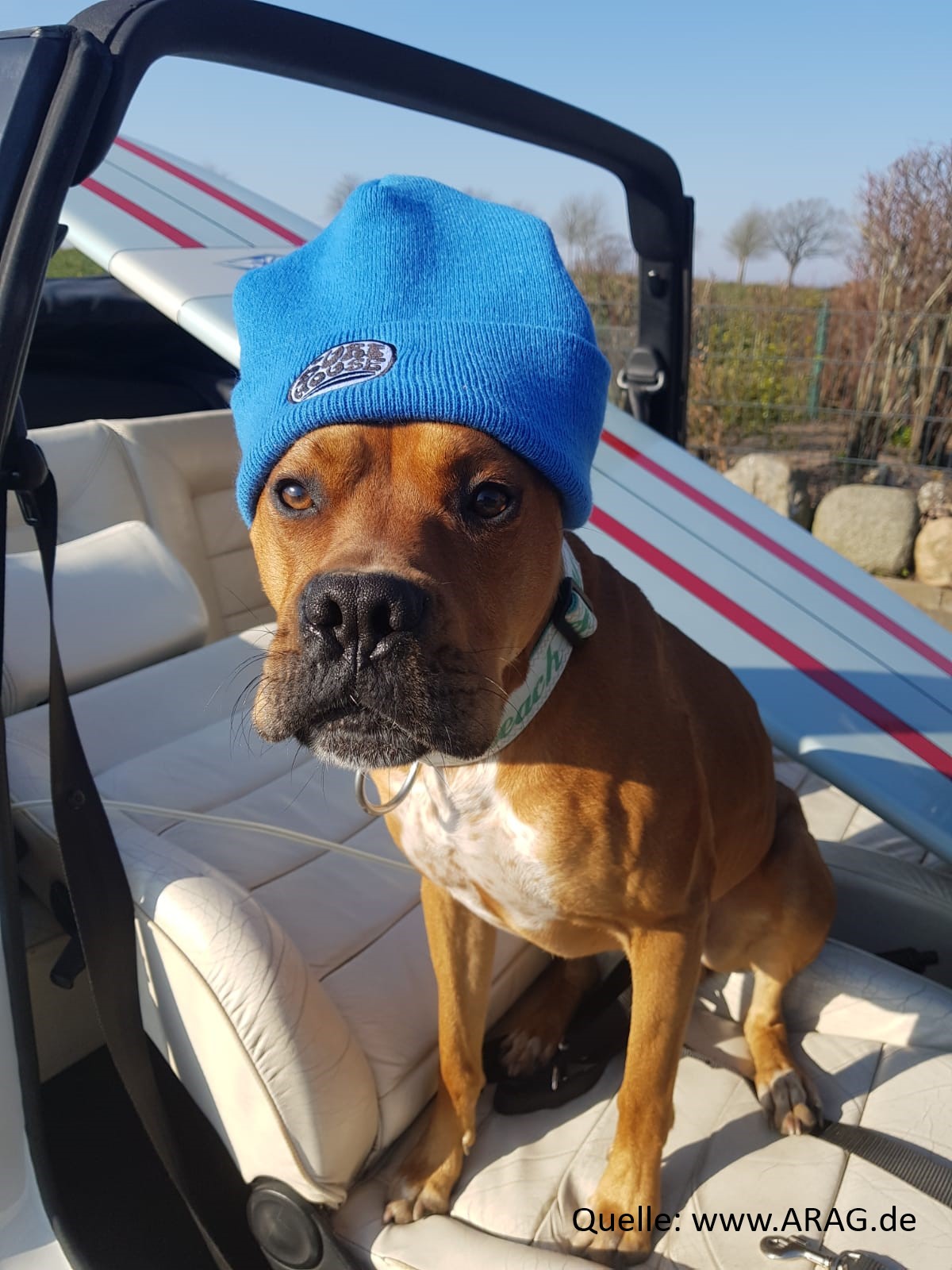 ARAG-mit-tierischen-Gerichtsurteilen