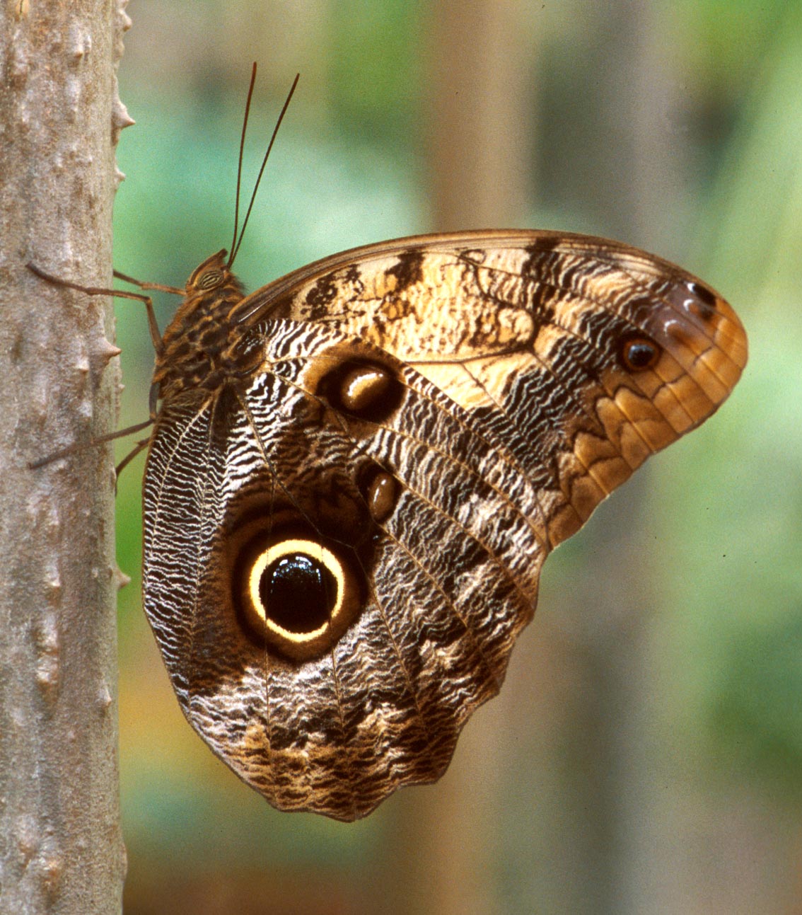 Tropische Schmetterlinge Ein Urwalderlebnis Mitten Im Winter