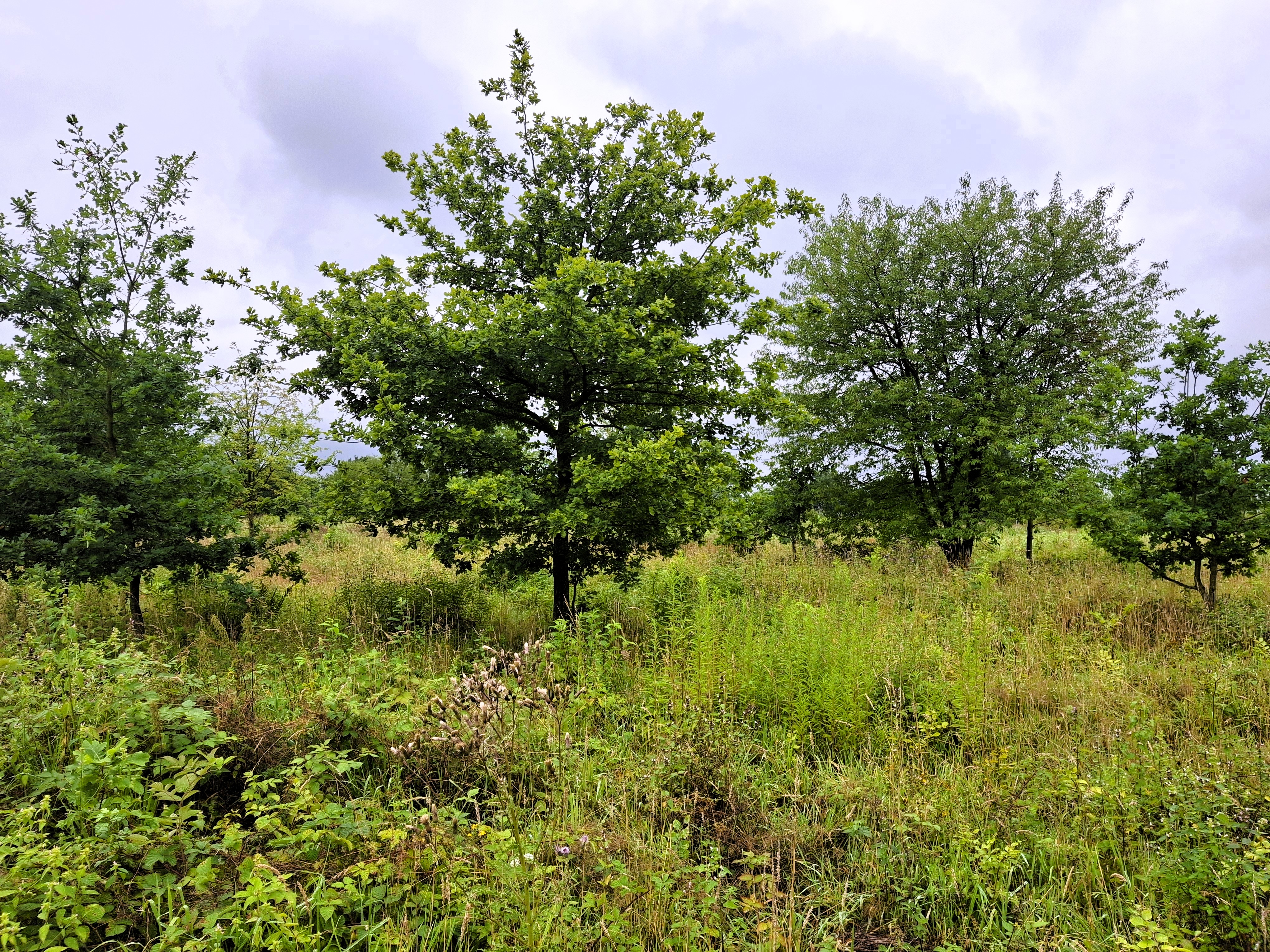 Aktion-Baum-startet-Pflanzsaison-2025-26-Zehntausende-neue-B-ume-f-r-den-Wald-in-Deutschland