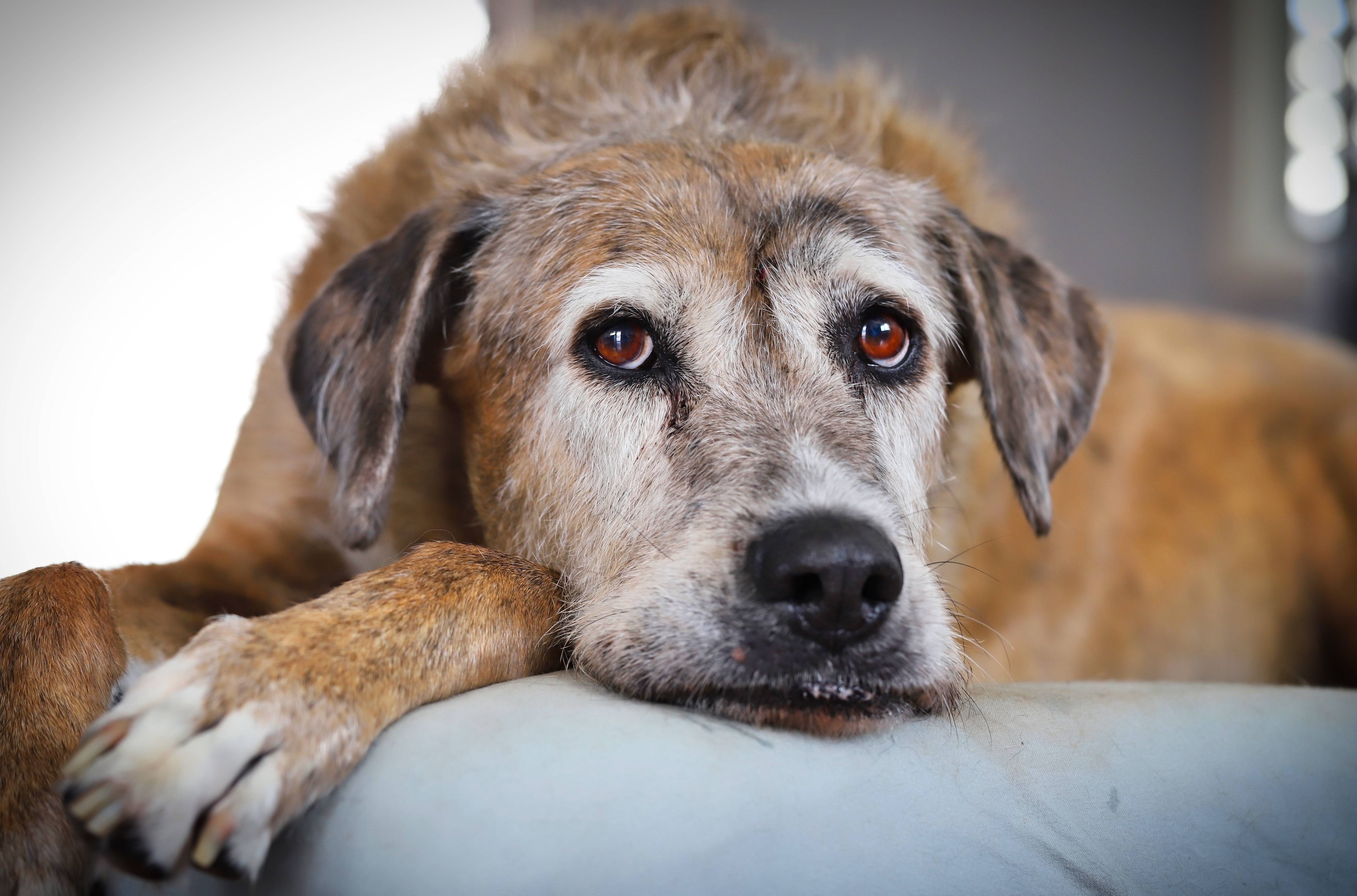 Demenz-beim-Hund-Fr-her-erkennen-gezielt-begleiten