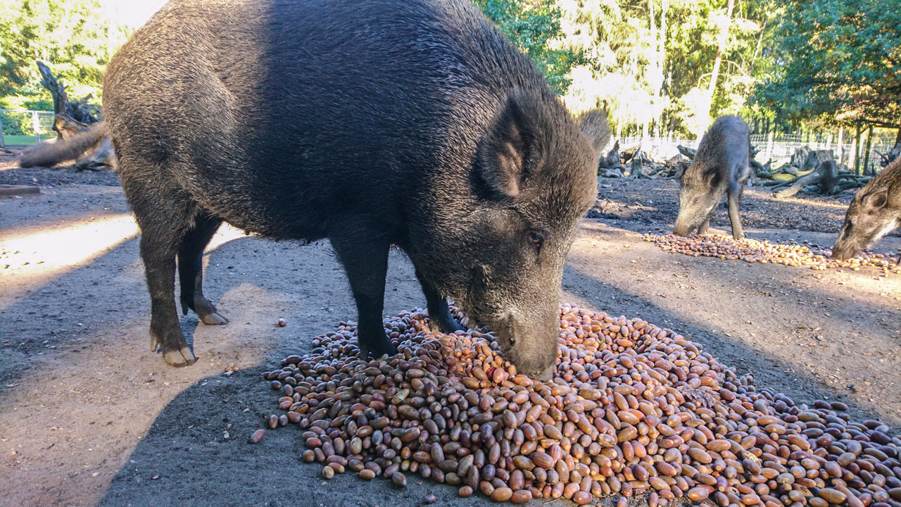 Große Eichel und Kastanien Sammelaktion für die Tiere im Wildpark Müden ...