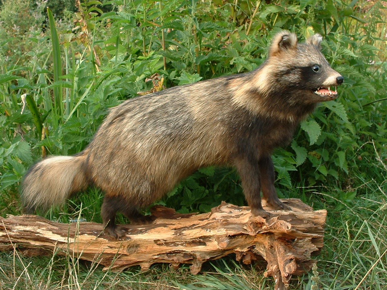 Nationalparkhaus Sankt Andreasberg lädt ein Waschbär