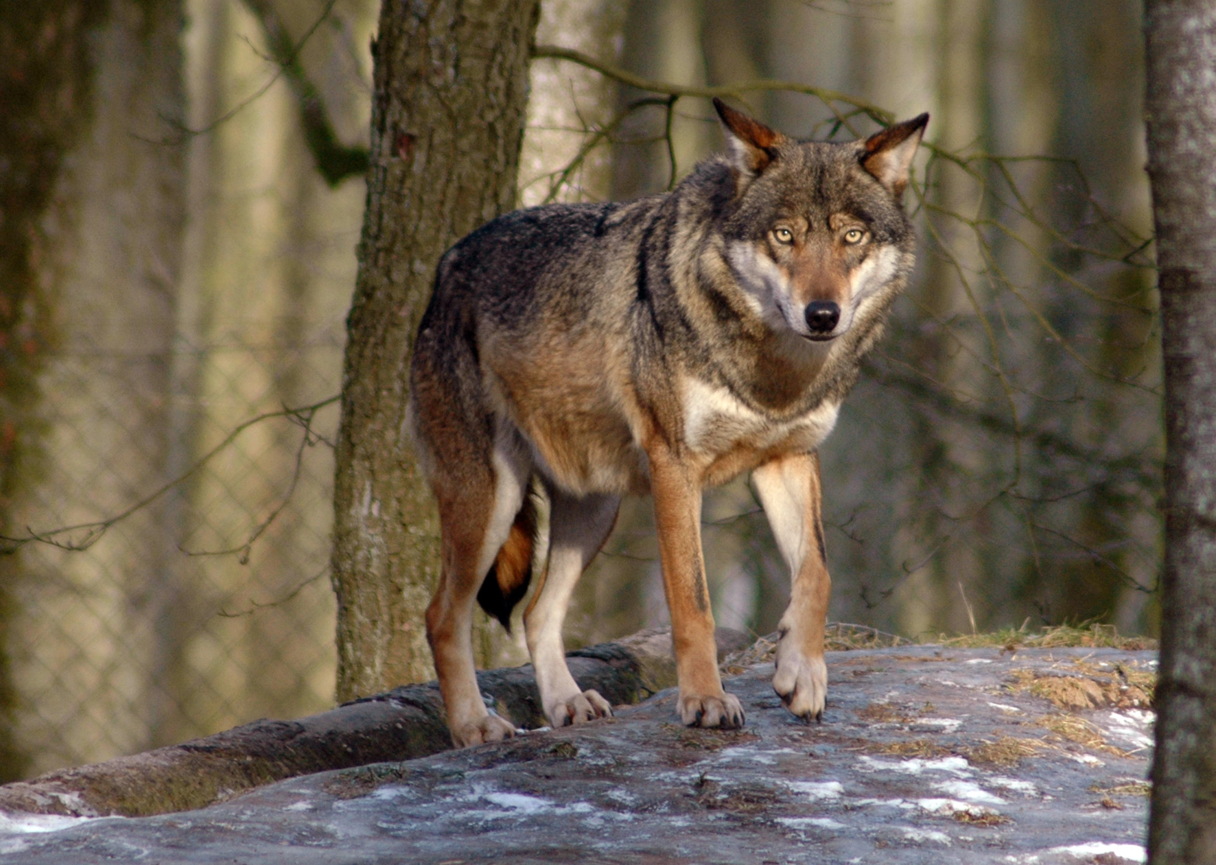 Wolf mine. Wolf friends. Mine Wolf Systems. Mine Wolf. My Wolf.