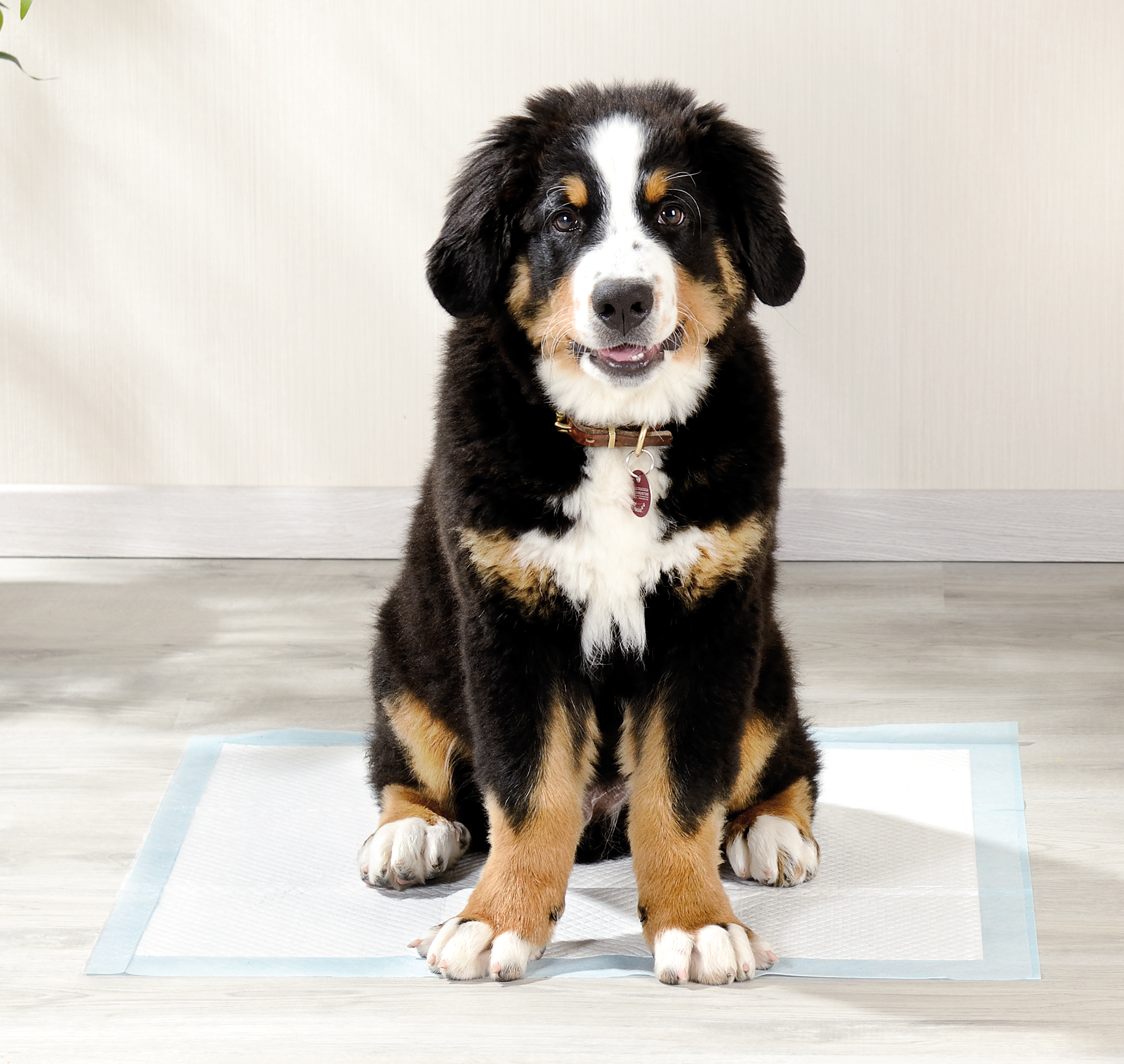 Sweetypet Trainingsunterlagen für Welpen, extrem saugfähig, 60 x 60 cm