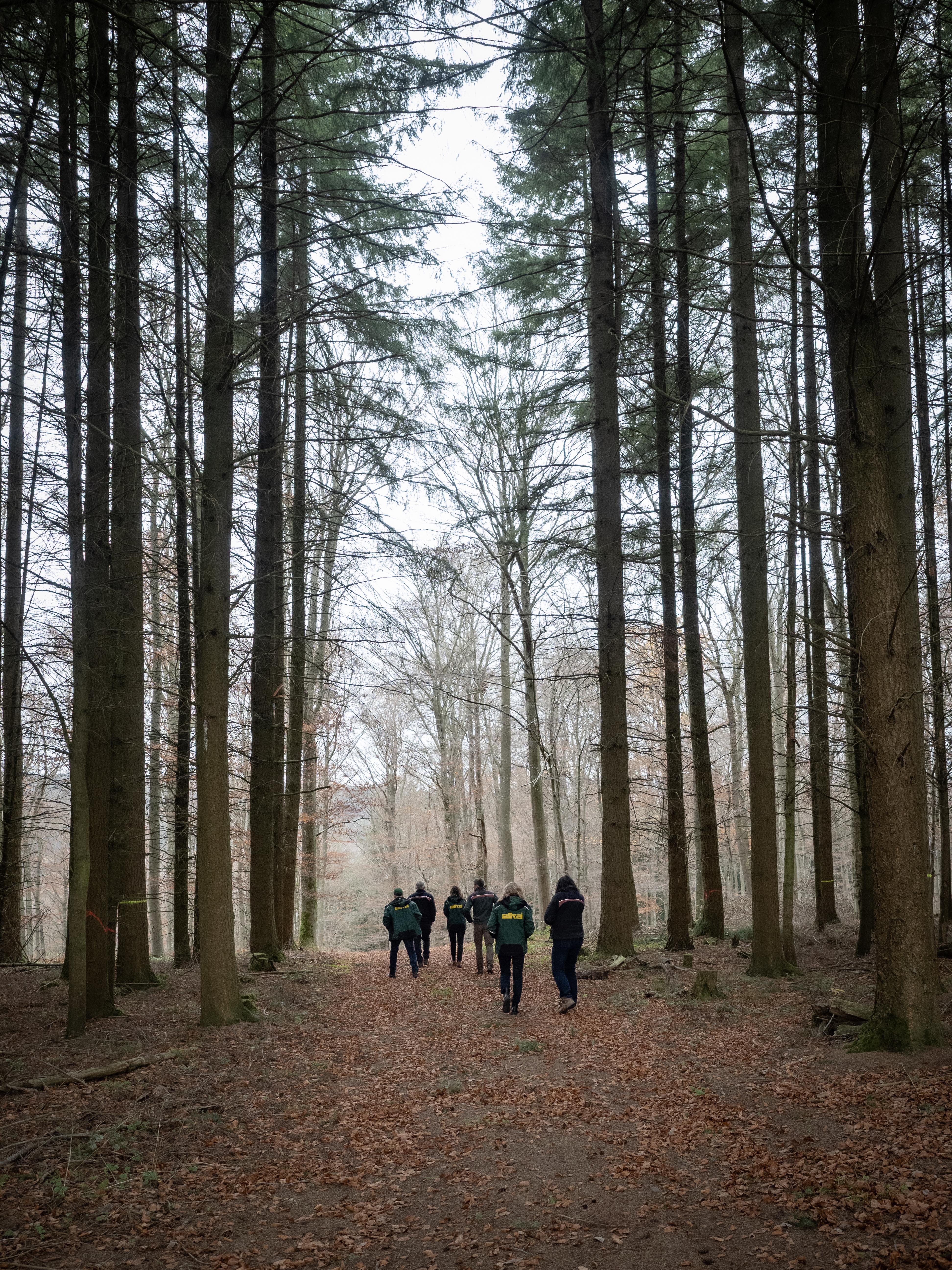 4-000-neue-B-ume-f-r-den-Hunsr-ck