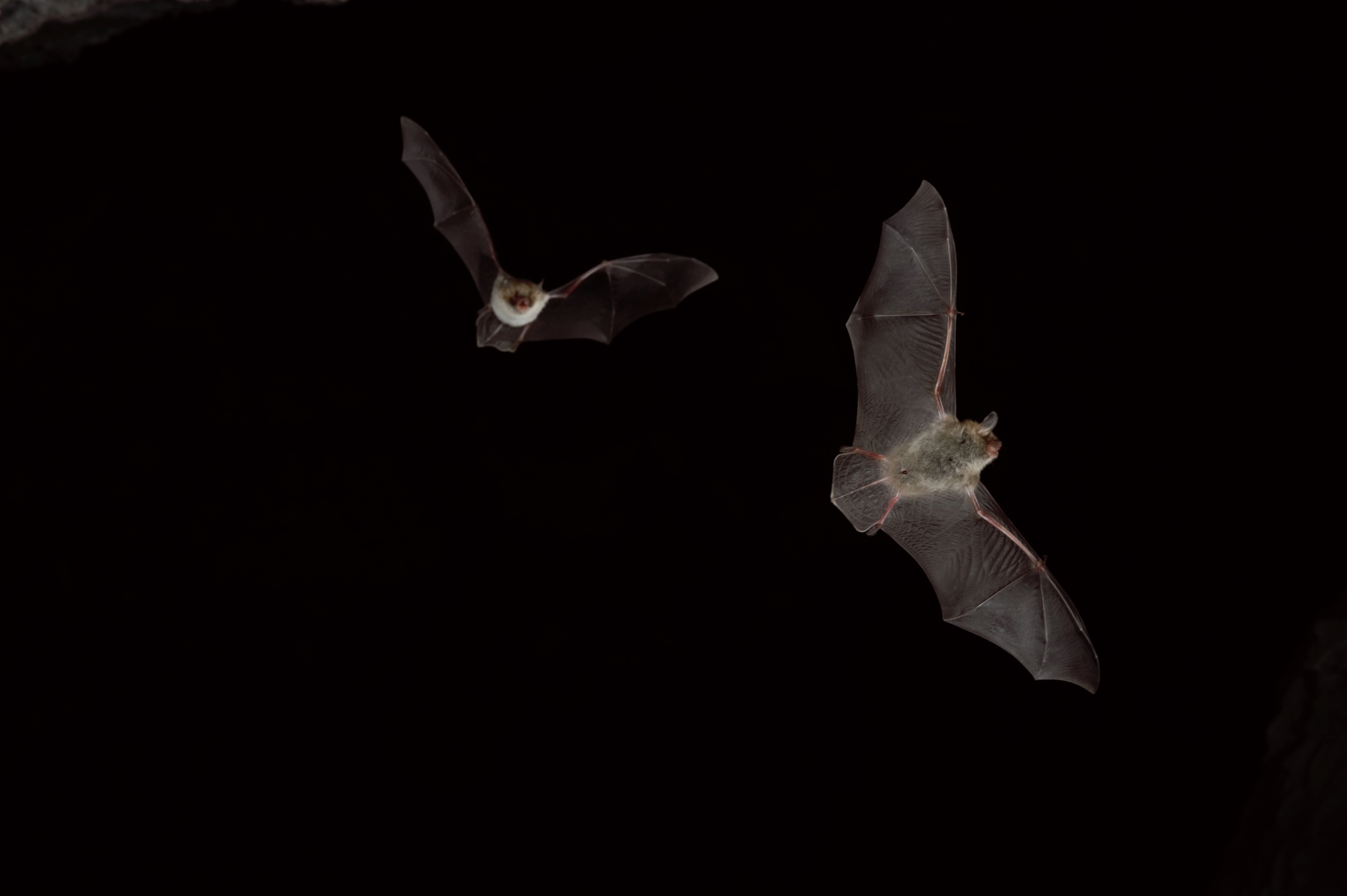 Die Fledermäuse fliegen wieder! Höhlensaisonauftakt im Norden, FledermausZentrum GmbH Die Fledermäuse fliegen wieder! Höhlensaisonauftakt im Norden, FledermausZentrum GmbH