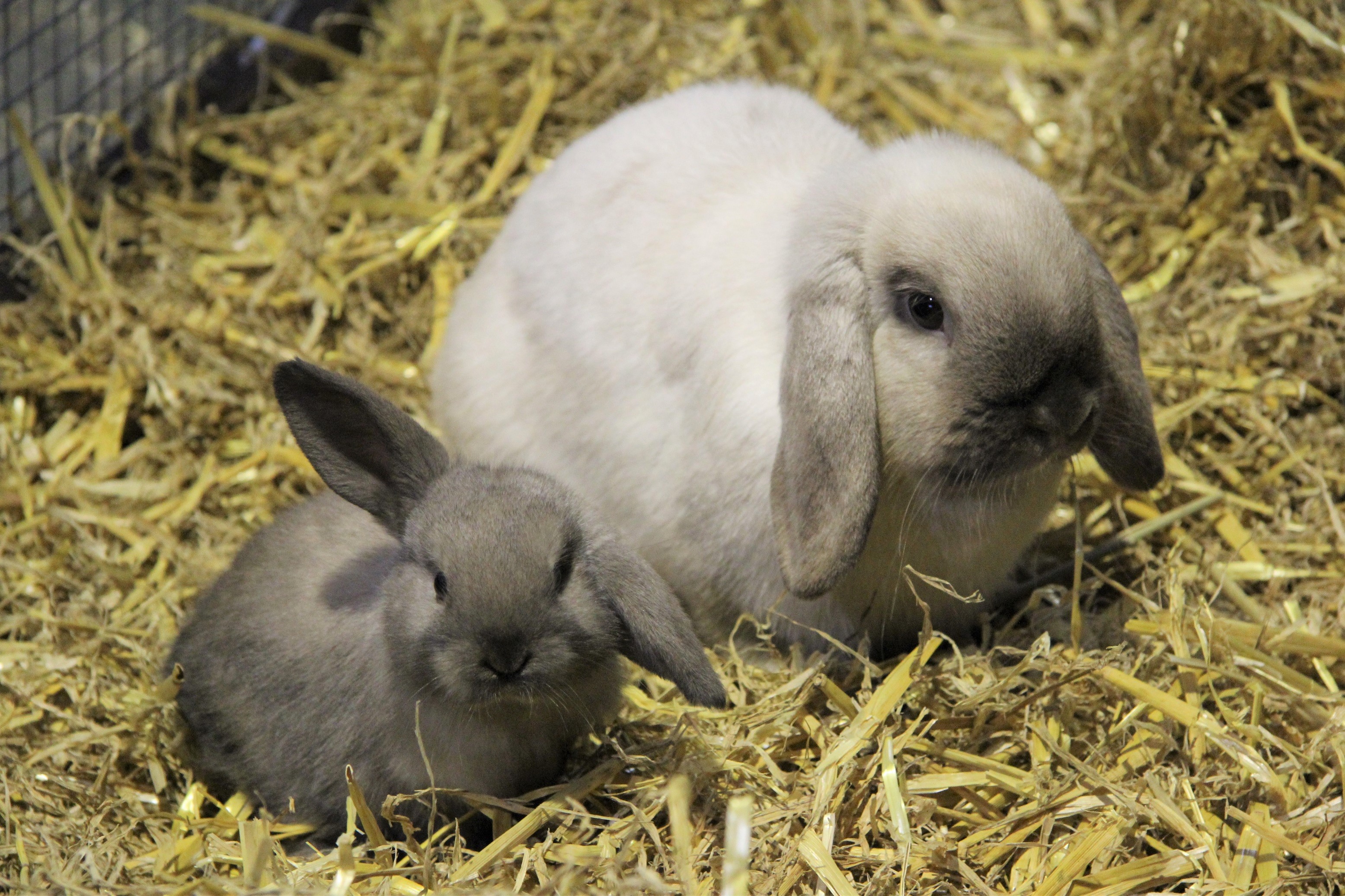 Kleine Osterhasen unterwegs im Wildpark-MV, Wildpark-MV/ Natur- u ...