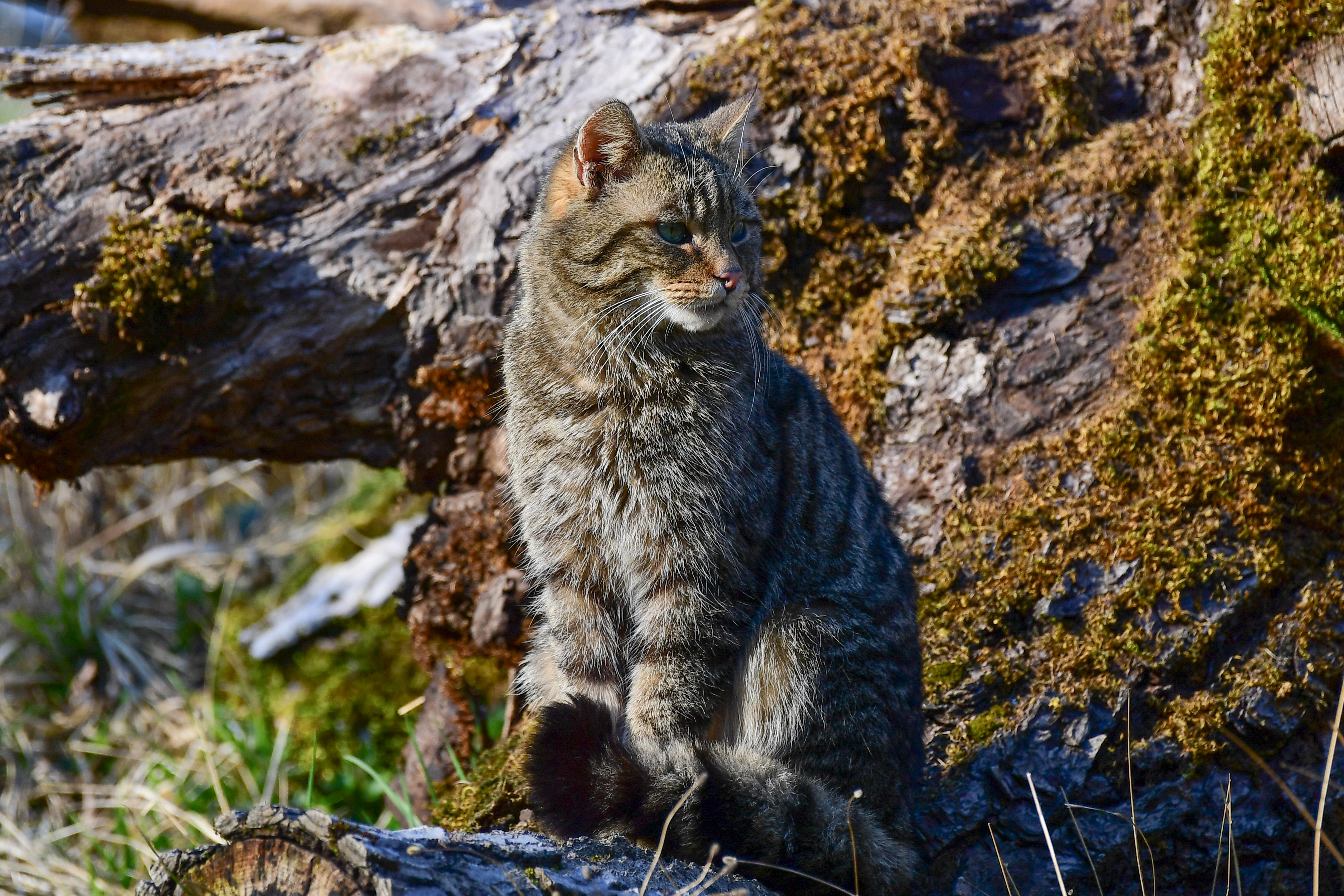 Umweltverband Naturschutzinitiative E V Ni Holzpolter Im Wald Gefahrden Junge Wildkatzen Naturschutzinitiative E V Ni Pressemitteilung Lifepr