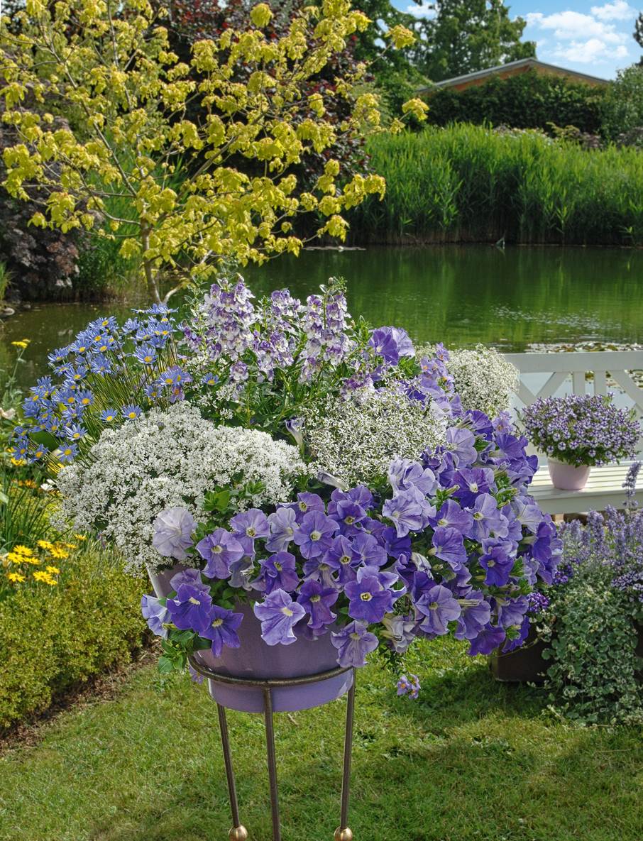 Die weiße Schönheit für jeden Garten, Kientzler Gartenbaubetrieb GmbH