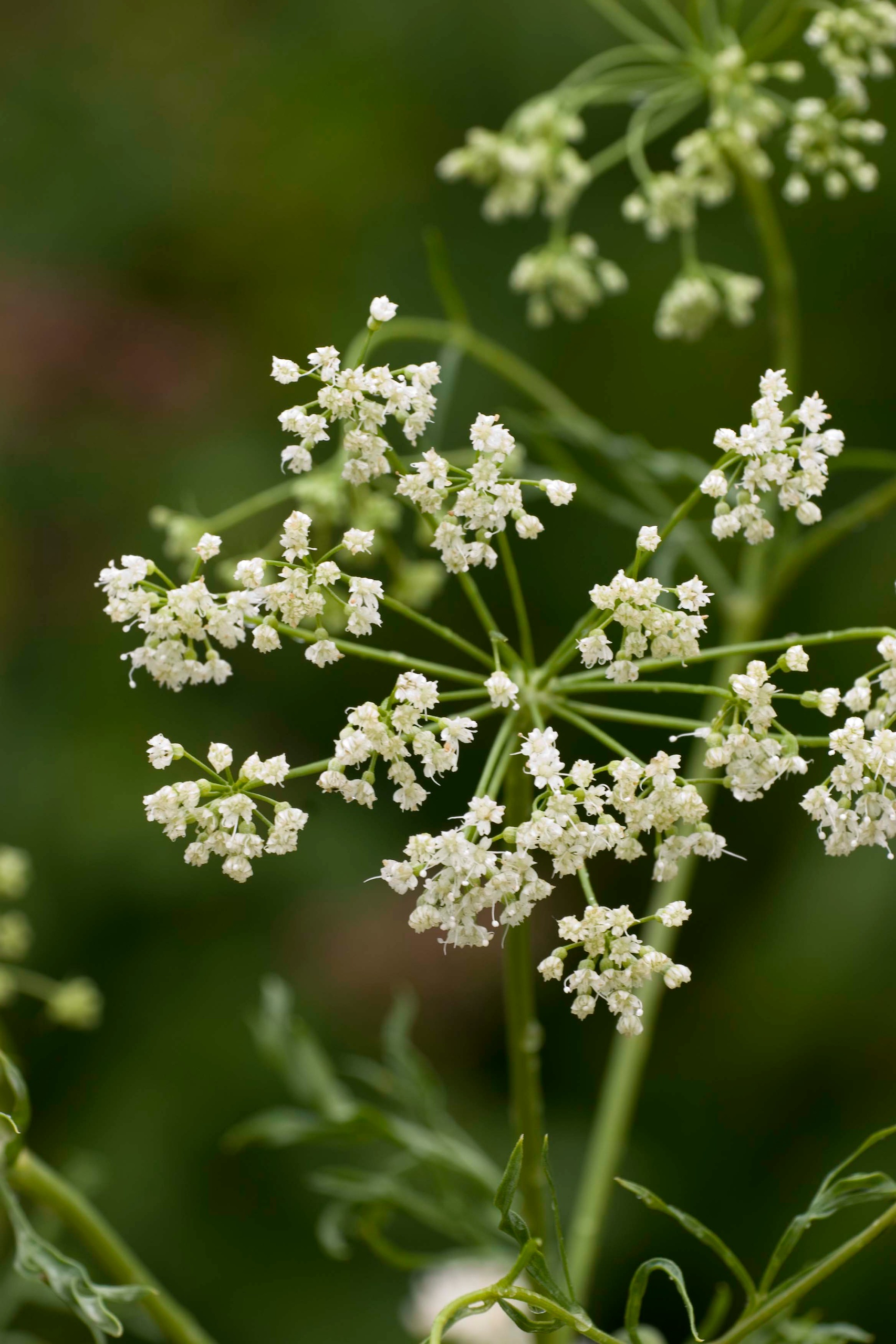 Kümmel: die Arzneipflanze des Jahres 2016, Wala Heilmittel GmbH, Story ...