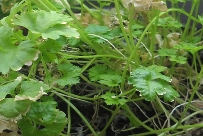 Dnger auf Malzkeimbasis erweckt Pflanzen zu neuem Leben, Lawn & Green  Culture International GmbH, Story - lifePR