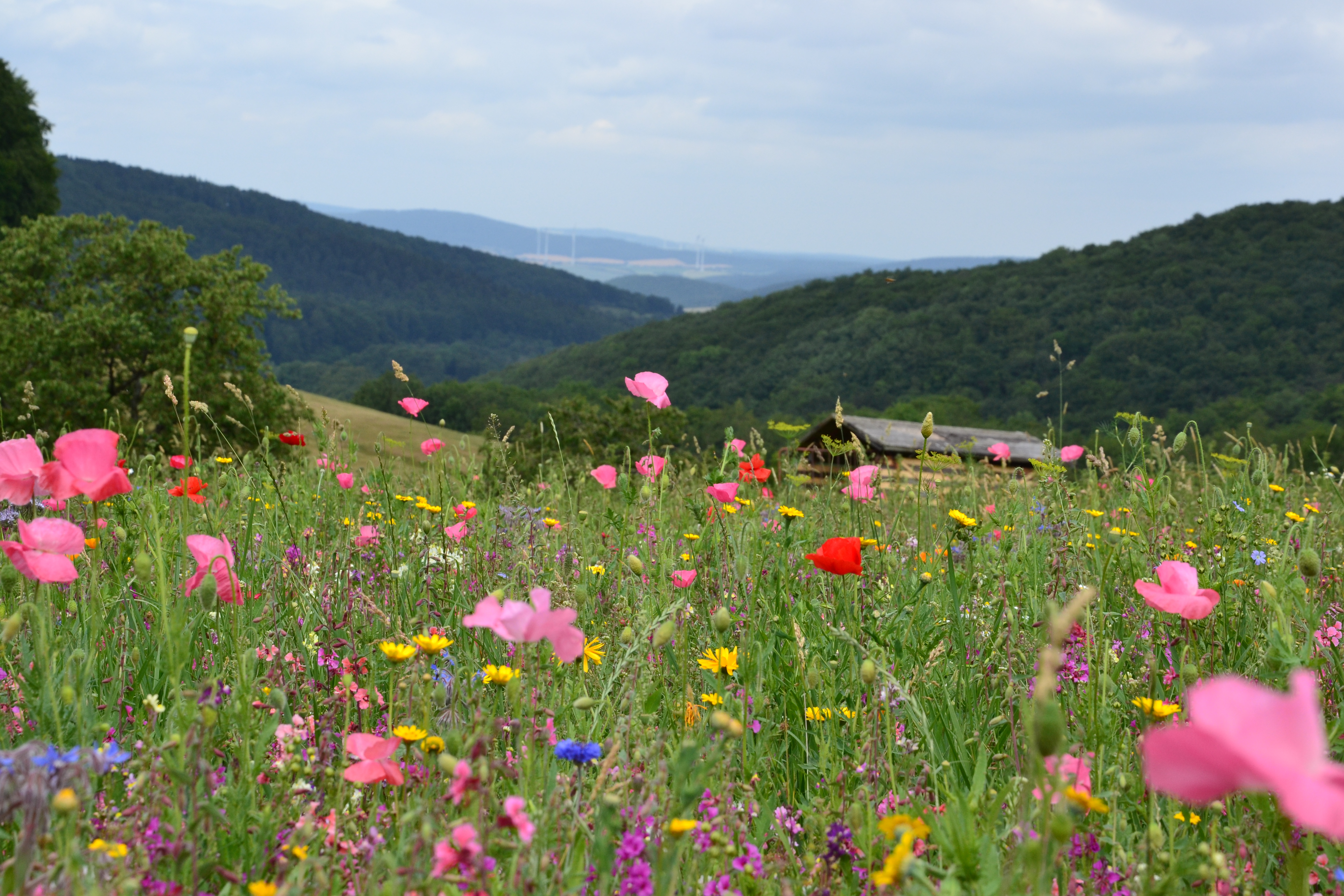 Gegen Das Bienen Und Insektensterben Frau Holles Blumenwiese Verzaubert Die Besucher Intellikon Dipl Kauffrau Sylvia Stock Pressemitteilung Lifepr