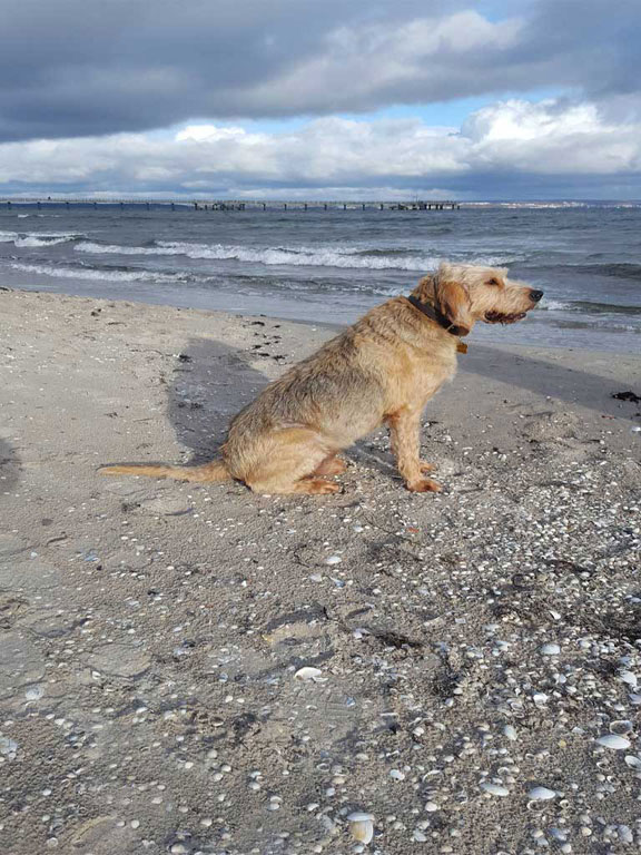 Winterurlaub mit Hund im Ostseebad Binz auf Rügen, ars publica