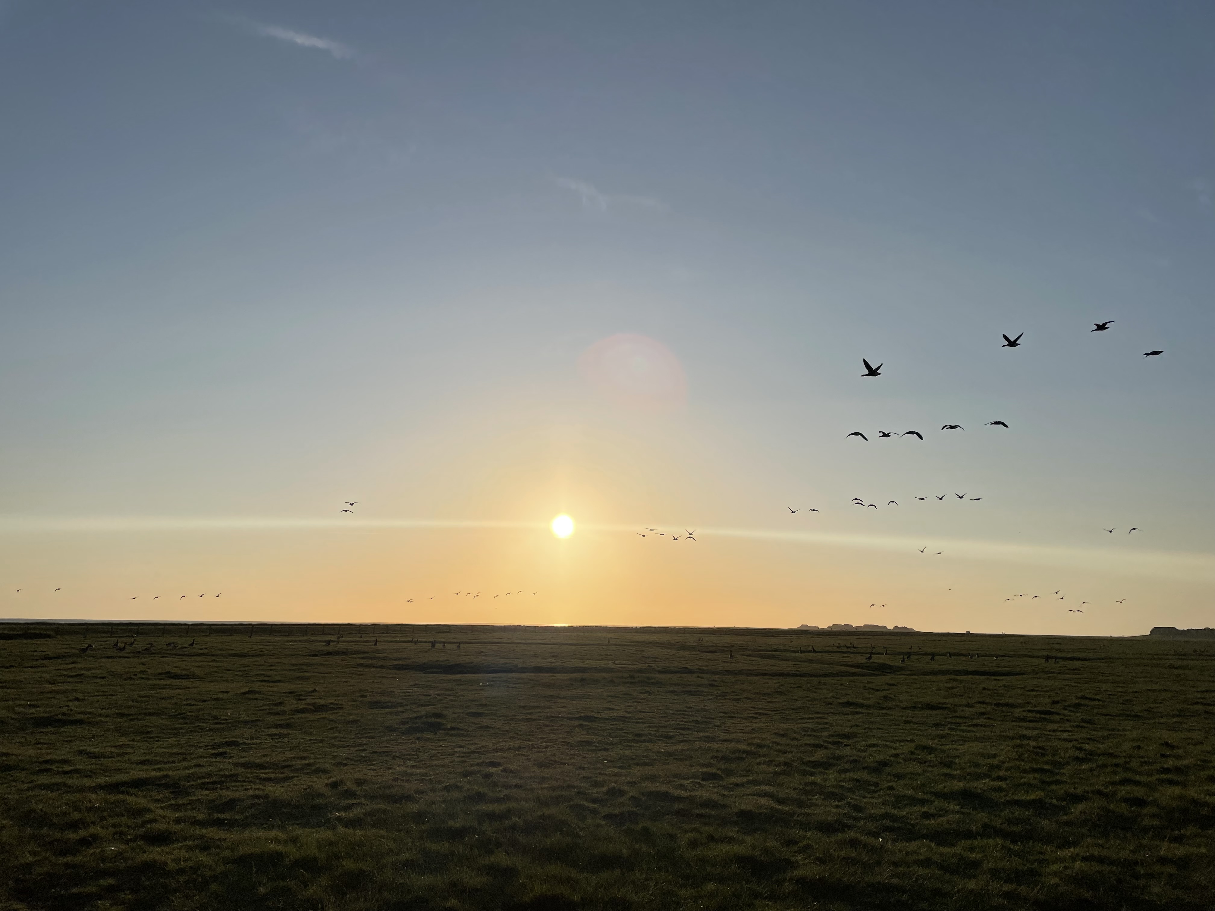 Nationalpark-Haus-Carolinensiel-pr-sentiert-vielf-ltiges-Programm-zu-den-Zugvogeltagen