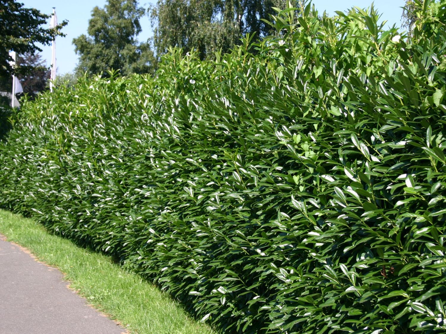 Kirschlorbeer Verbot für mehr Biodiversität?, Reckhaus GmbH&Co.KG