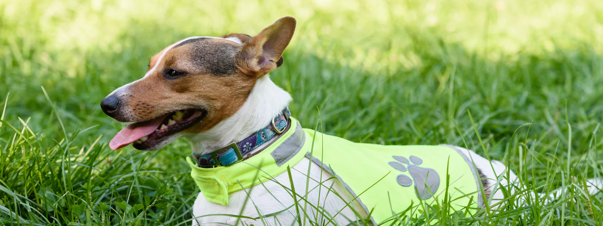 Haustierversicherung-f-r-Hund-und-Katze-Welche-Absicherung-wirklich-sinnvoll-ist