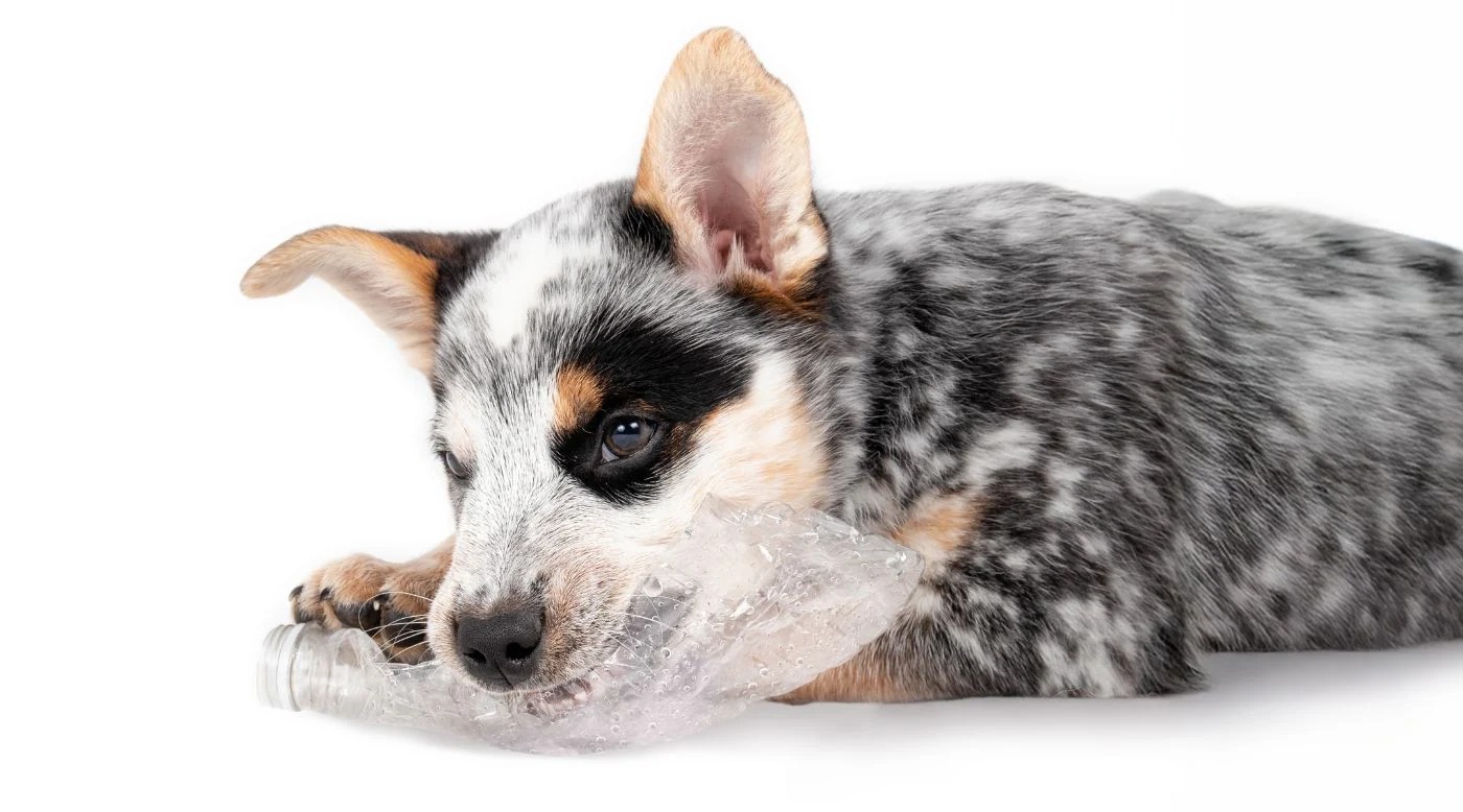 Warum-Welpen-auf-Plastik-kauen-Risiken-f-r-Z-hne-wie-du-Zahnsch-den-fr-hzeitig-vermeidest