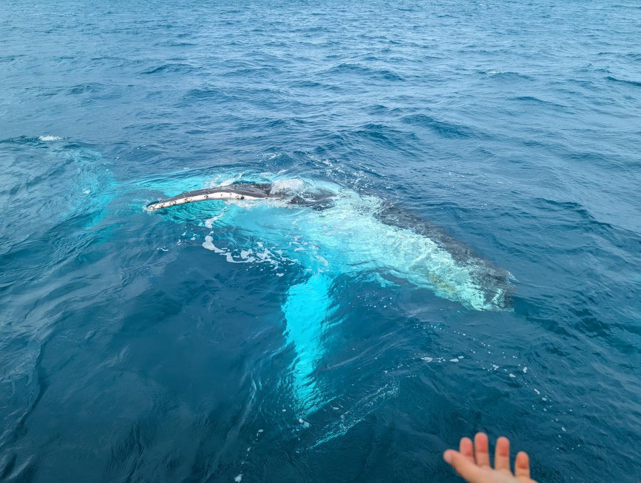 Schwimmen-mit-Walen-in-Australien-ein-Ausflug-mit-Tasman-Venture