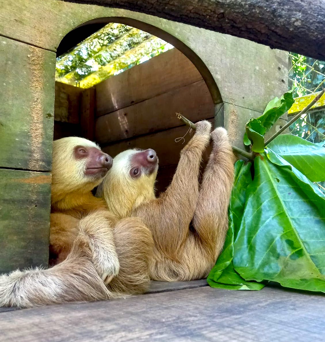 Freiwilligenarbeit-mit-Rainbow-Garden-Village-in-Costa-Rica-Volunteer-gibt-pers-nliche-Einblicke-in-Tierauffangstation