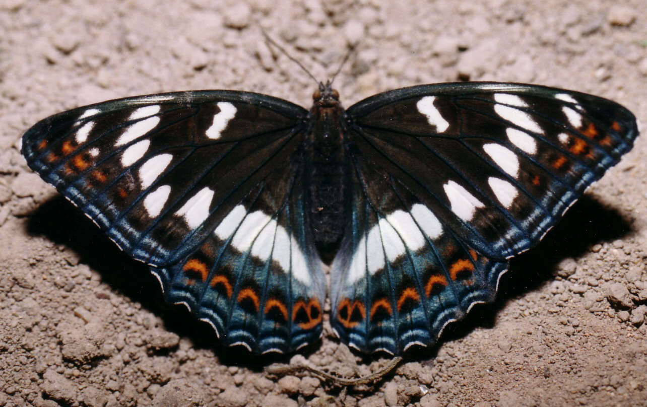 В крыму обитает самая крупная бабочка европы. Ленточник Тополёвый - Limenitis Populi. Ленточник Тополевый бабочка. Limenitis Populi (Linnaeus, 1758).