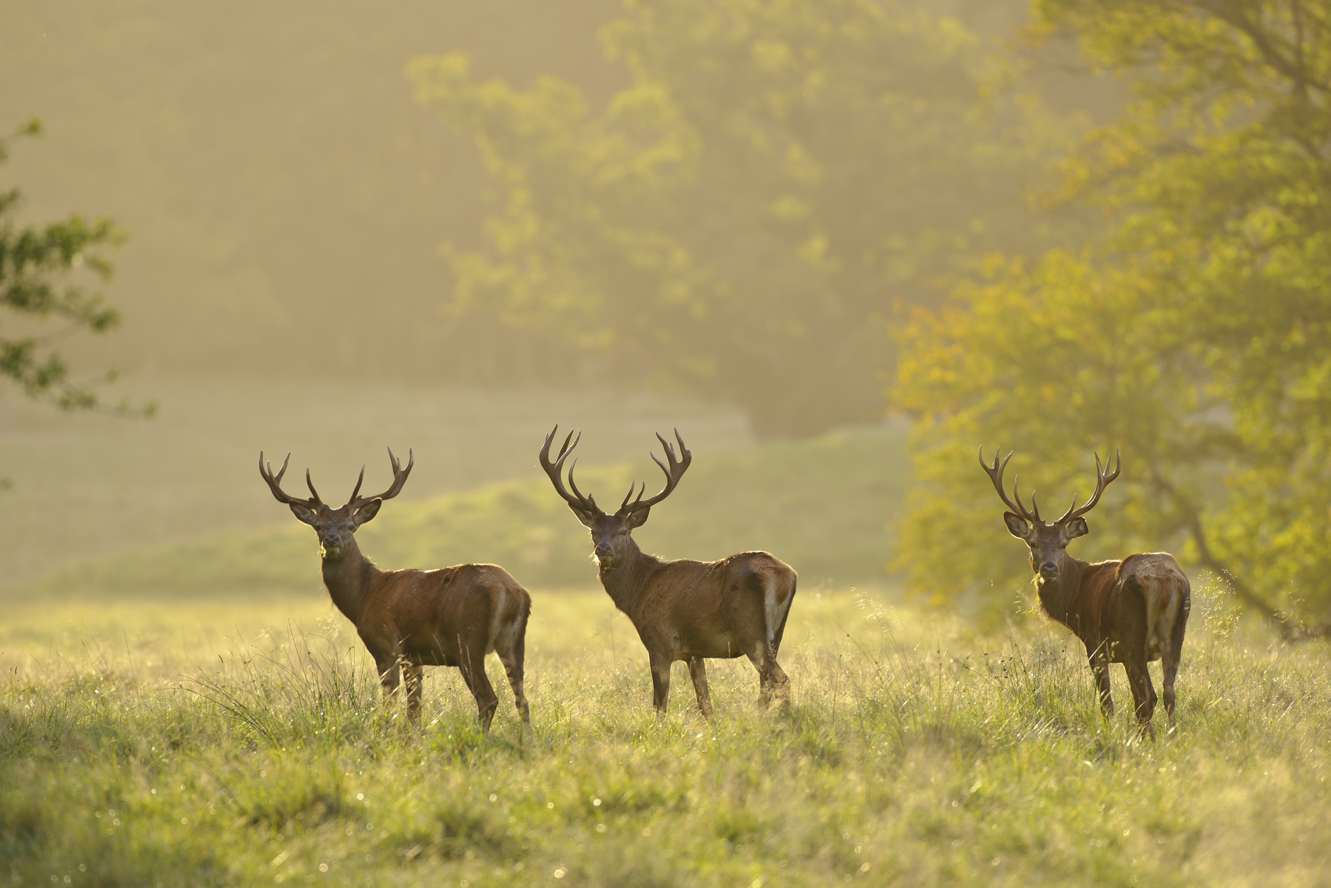 50++ Reh und hirsch bilder , Wildschwein, Hirsch und Reh erobern Europa, Deutscher Jagdverband e. V