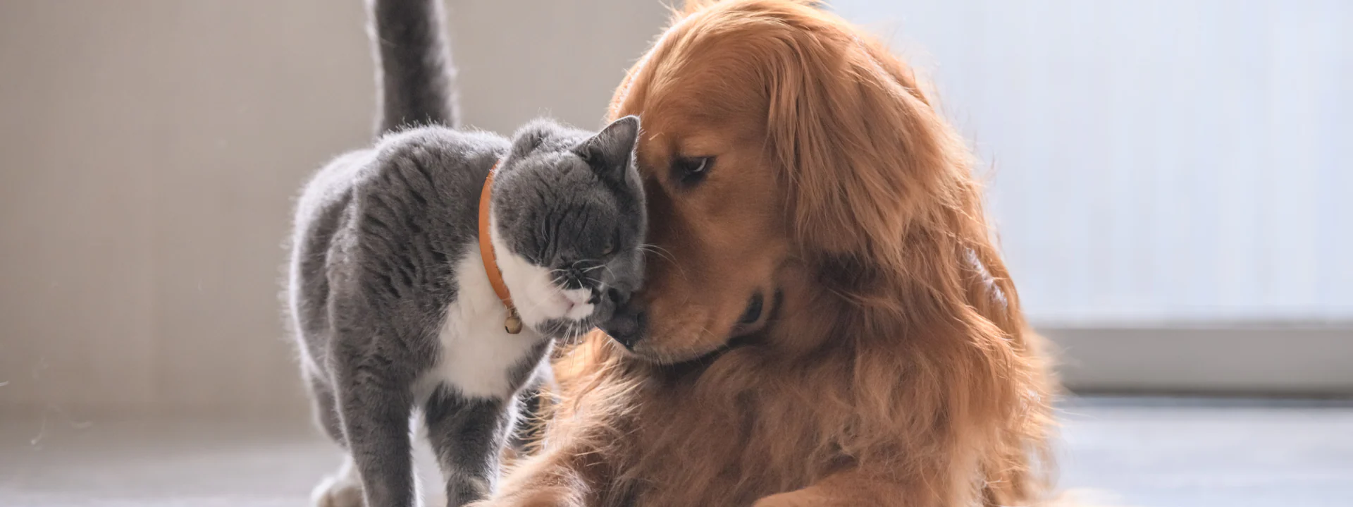 Hund-oder-Katze-gegen-Einsamkeit-welches-Haustier-passt-wirklich-zu-deinem-Leben-