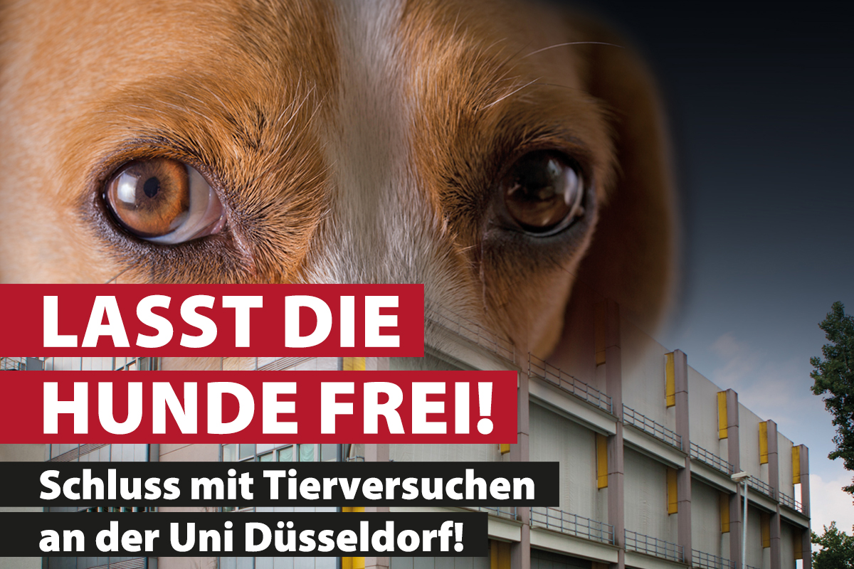 Neue Kampagne Von Ärzte Gegen Tierversuche Fordert Freilassung Von ...