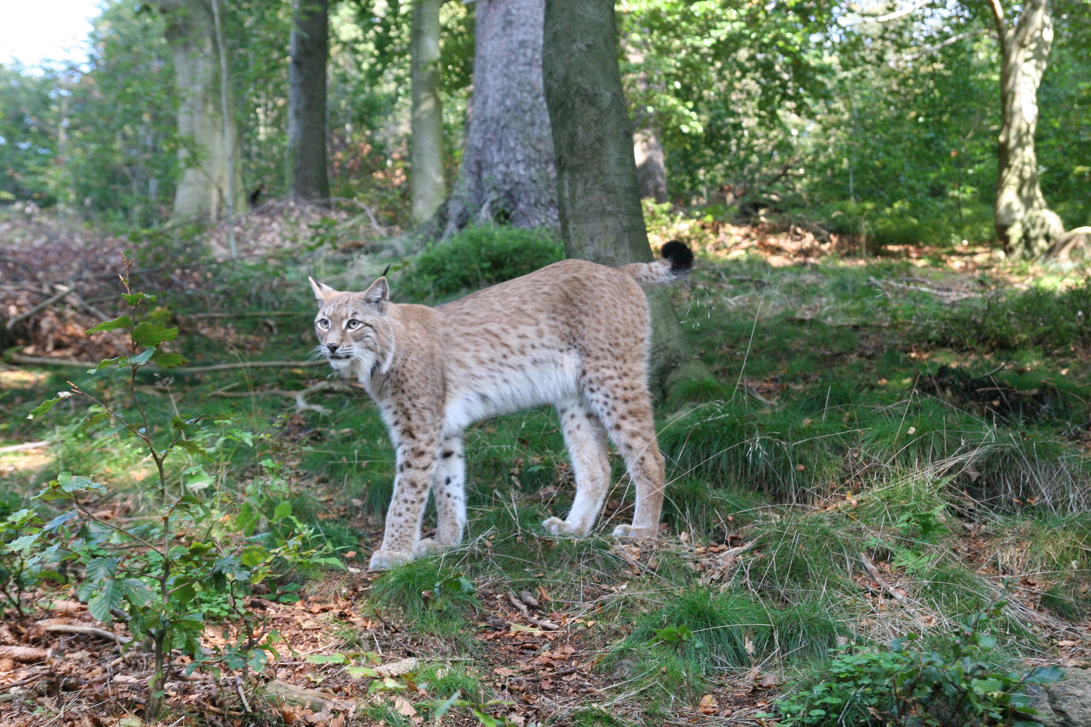 Die Grosskatze Kehrt Zuruck 16 Jahre Luchsprojekt Harz Kur Tourismus Und Wirtschaftsbetriebe Der Stadt Bad Harzburg Gmbh Pressemitteilung Lifepr