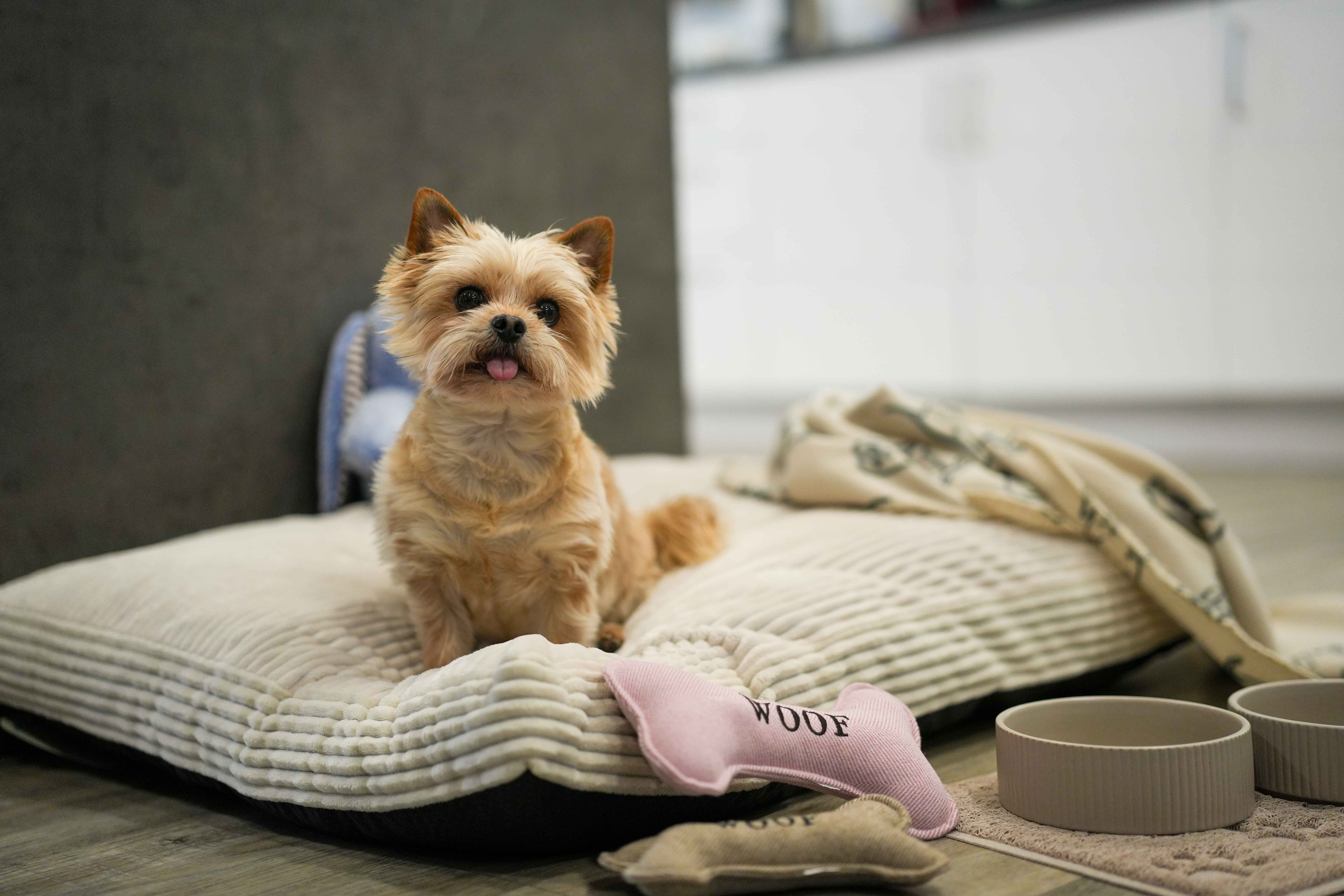 Geldfalle-Tierprodukte-