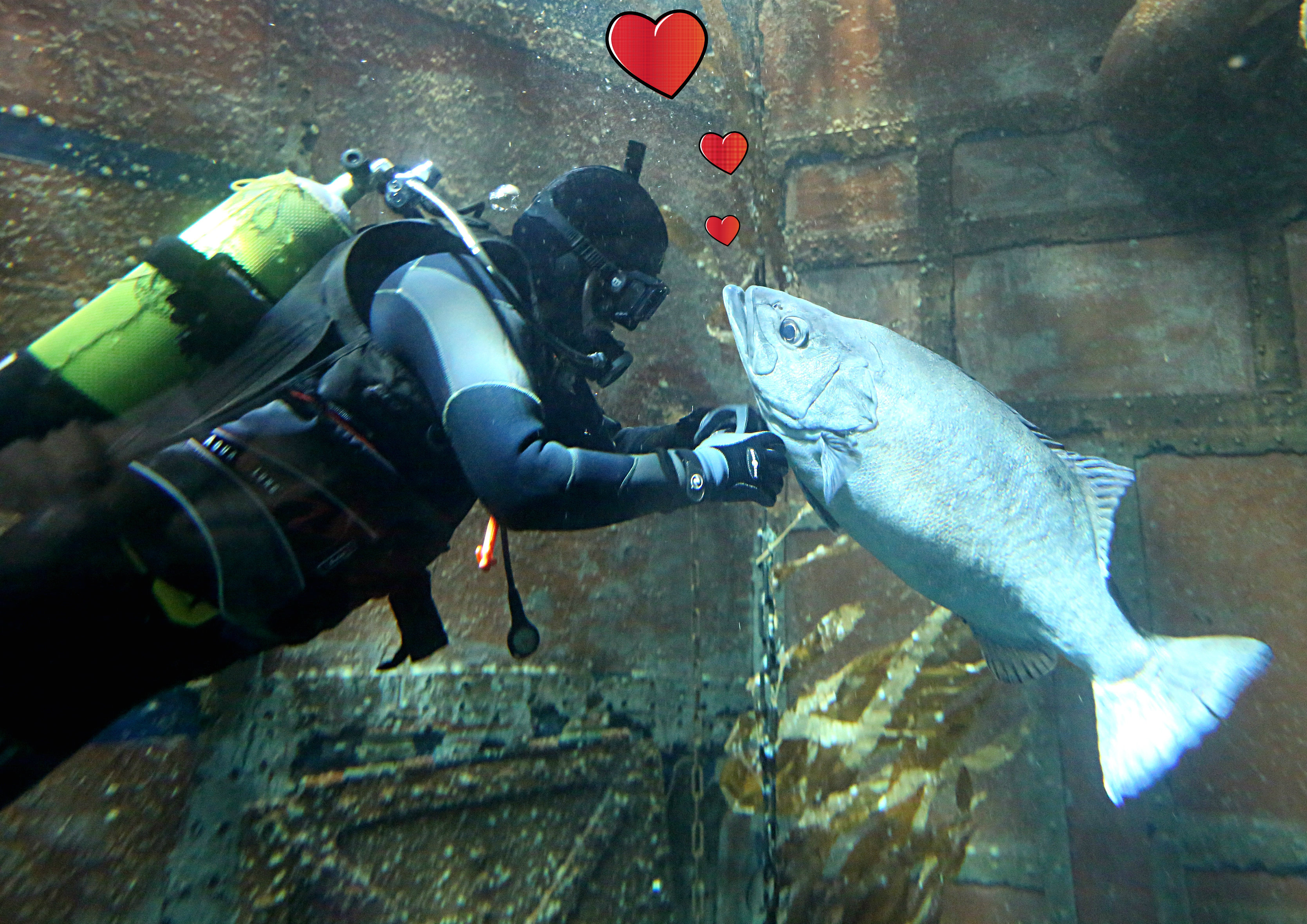 Fische flirten